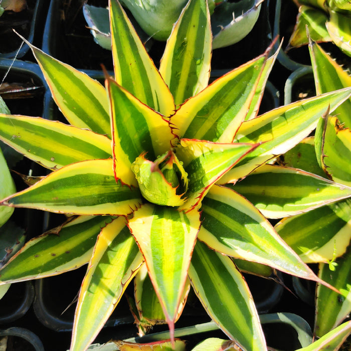 Agave lophantha 'Quadricolor' succulent with variegated leaves.
