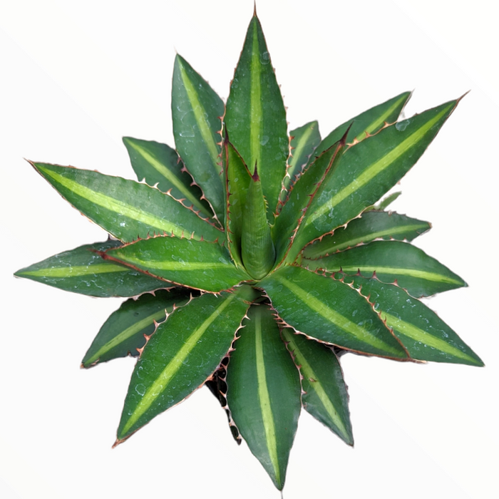 Agave lophantha 'Splendida' variegated rosette succulent.