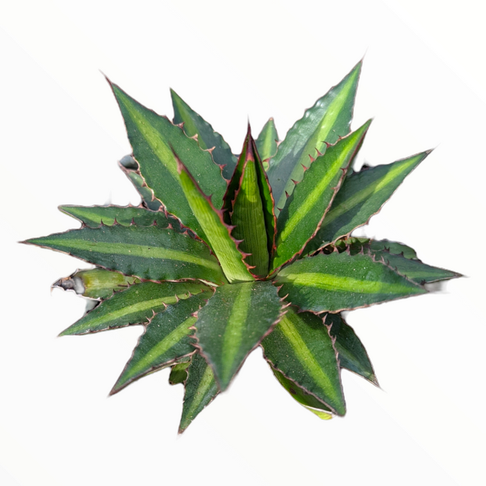 Agave lophantha 'Splendida' with serrated, striped leaves.