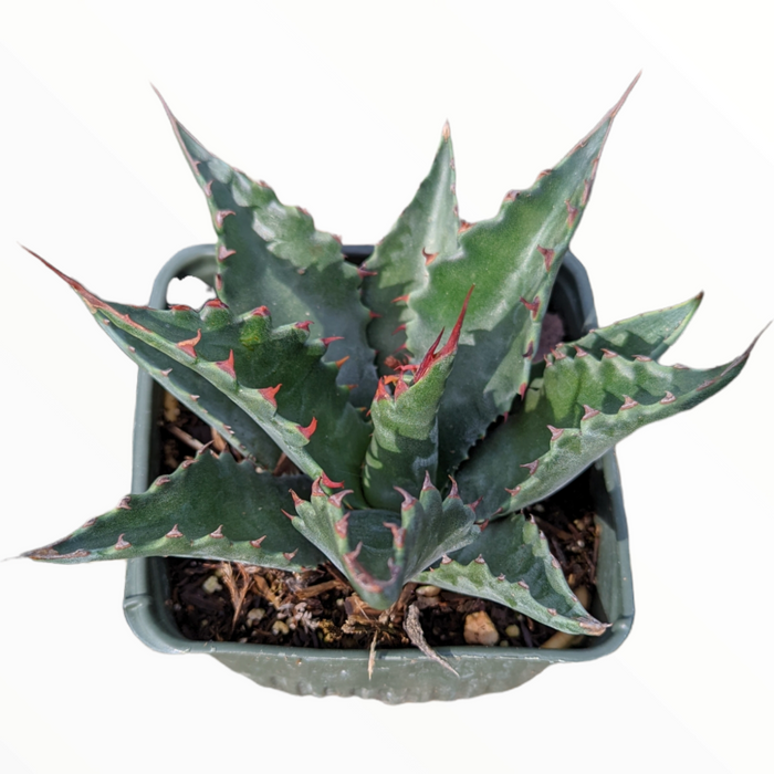Agave montana in a square nursery pot.