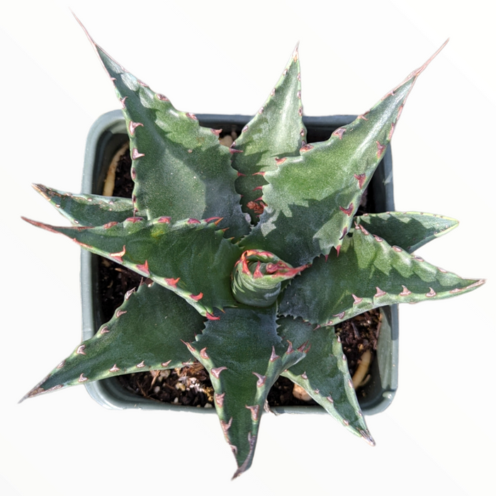 Agave montana - spiky rosette succulent in pot.