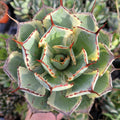 Agave potatorum 'Desert Diamond' variegated succulent with creamy leaf edges.