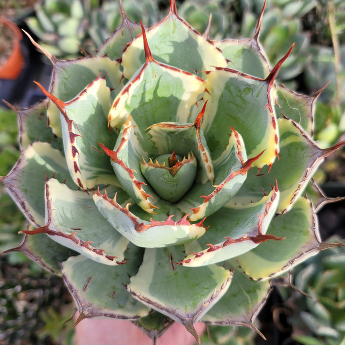 Variegated Agave potatorum 'Desert Diamond' succulent with striped leaves.