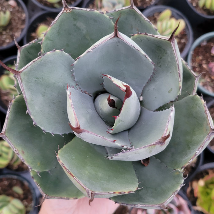 Agave potatorum in nursery pot with other succulents.