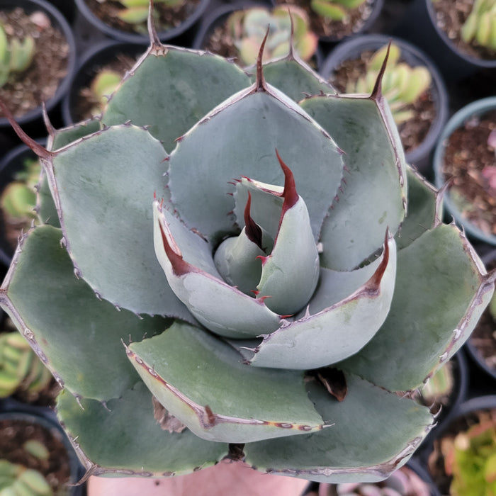 Agave potatorum succulent in pot, top-down view.