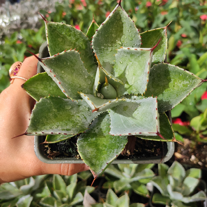 Agave potatorum potted succulent with glistening leaves and spines.