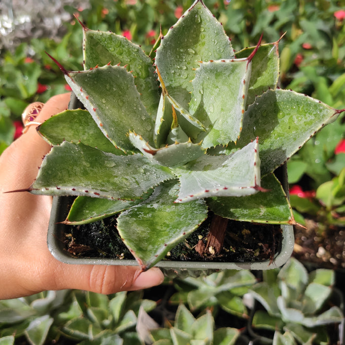 Agave potatorum in hand, spiny-edged succulent in nursery tray.