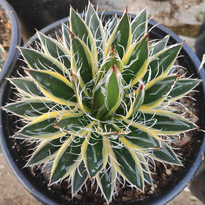 Agave schidigera 'Shira ito no Ohi' variegated potted plant.