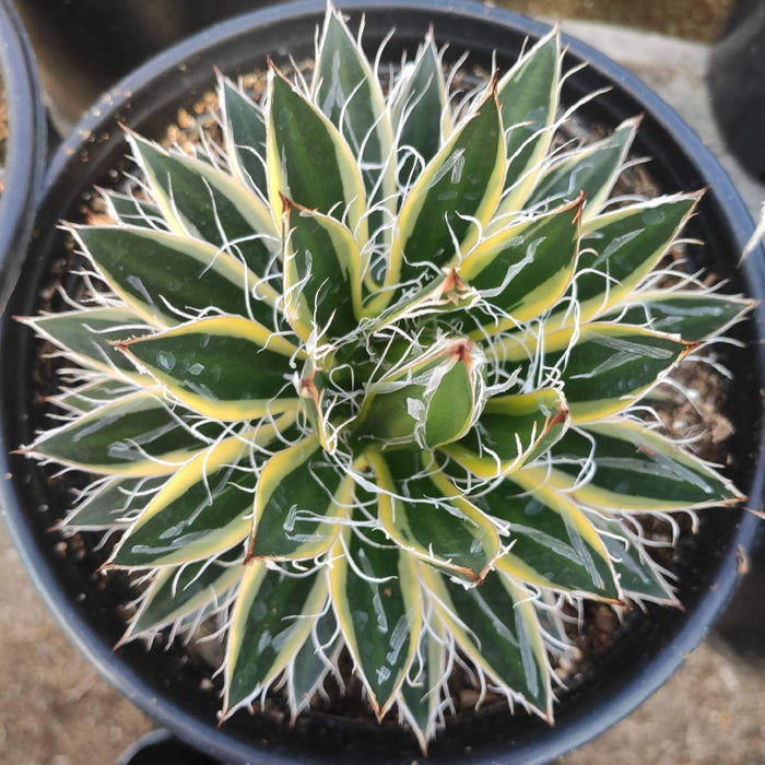 Variegated Agave schidigera 'Shira ito no Ohi' in nursery pot.