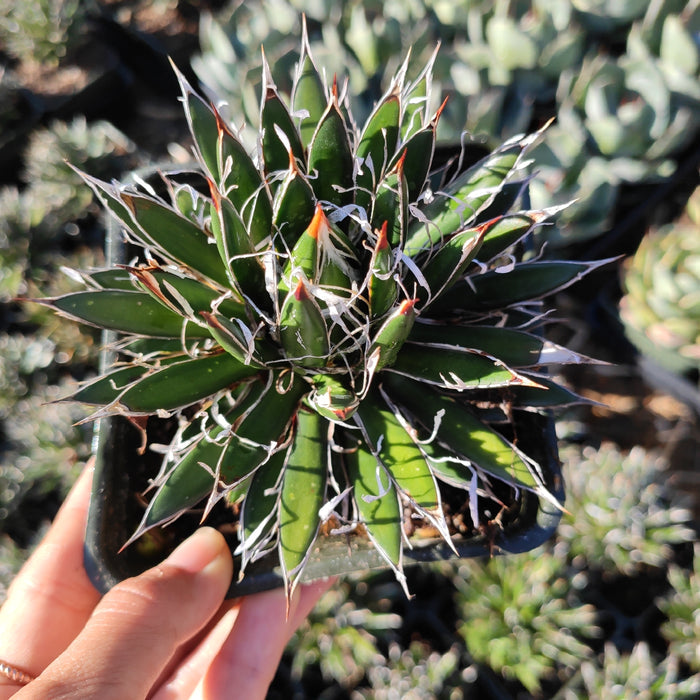 Agave schidigera 'Shira ito no Ohi' in black pot.