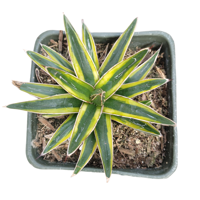 Agave Victoria Reginae Variegated in square nursery pot.