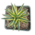 Agave Victoria Reginae Variegated in square nursery pot.