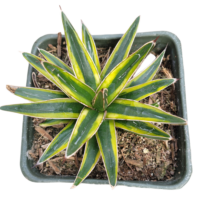Agave Victoria Reginae Variegated in square pot, tight rosette leaves.