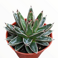 Agave victoriae-reginae in terracotta pot, green rosette leaves.