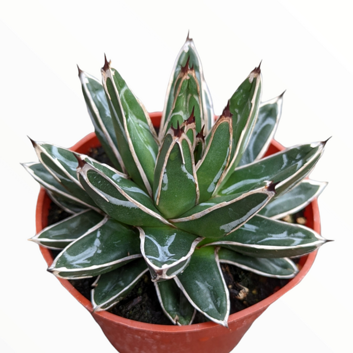 Agave victoriae-reginae in terracotta pot, green rosette leaves.