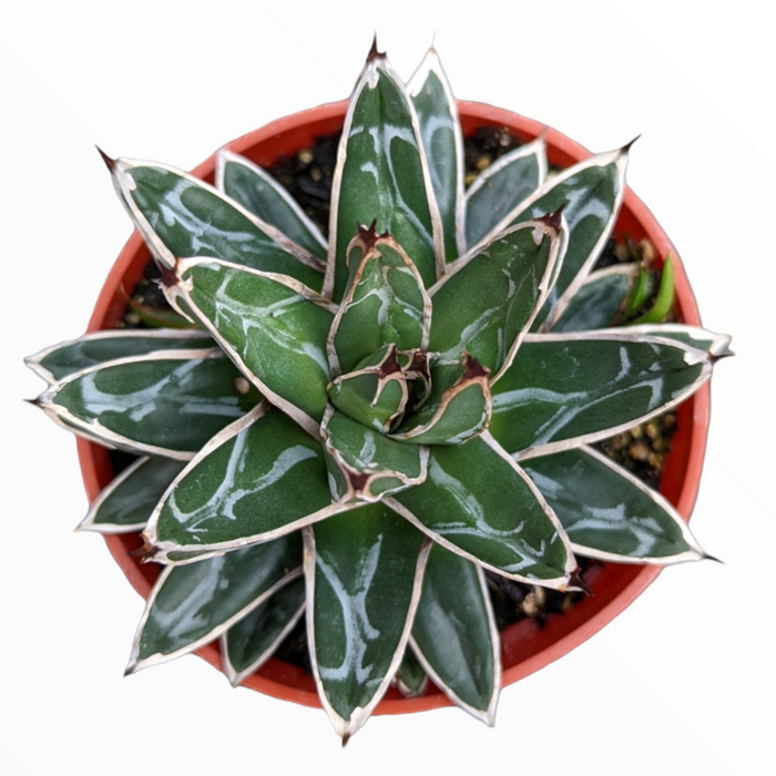 Queen Victoria Agave in reddish-orange pot.