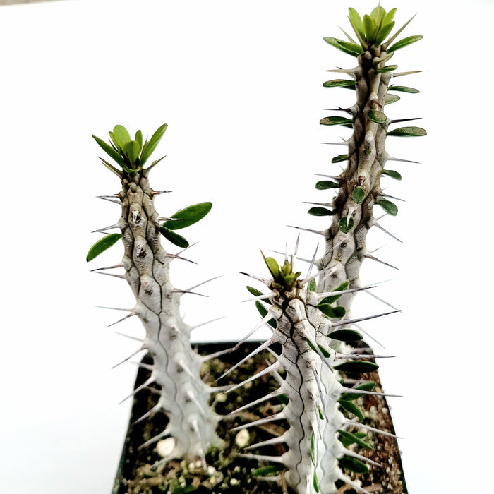 Alluaudia procera 'Madagascar Ocotillo' in a shallow pot.
