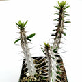 Alluaudia procera 'Madagascar Ocotillo' in a shallow pot.