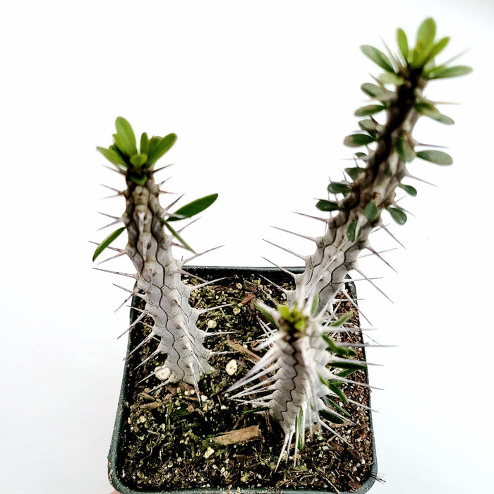 Alluaudia procera 'Madagascar Ocotillo', spiny succulent with gray-green trunks.