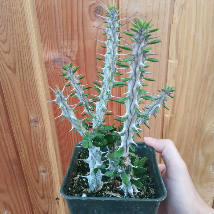 Alluaudia procera 'Madagascar Ocotillo' in nursery pot.