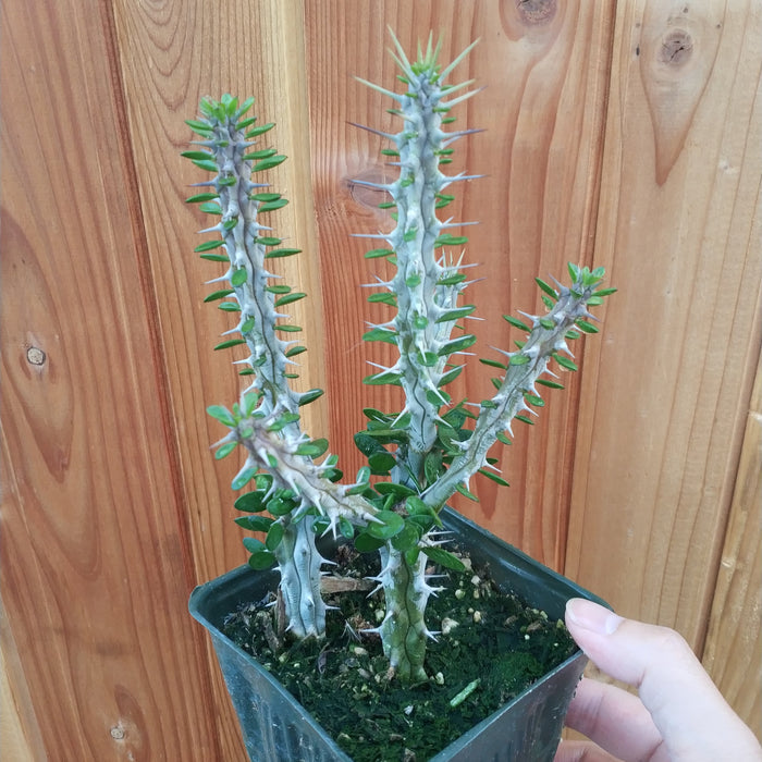 Alluaudia procera 'Madagascar Ocotillo' succulent in a black pot.