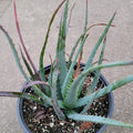 Aloe Blue Elf succulent in nursery pot with toothed leaves.