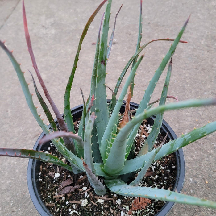 Aloe Blue Elf succulent in nursery pot with toothed leaves.