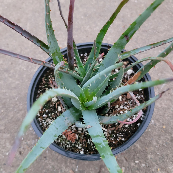 Aloe Blue Elf succulent in a black nursery pot.