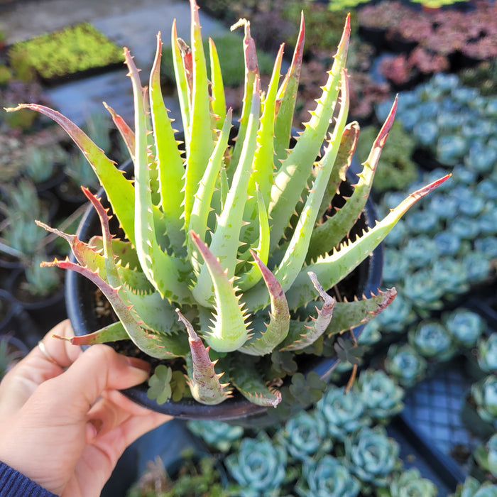 Aloe Blue Elf spiky succulent in a small pot.