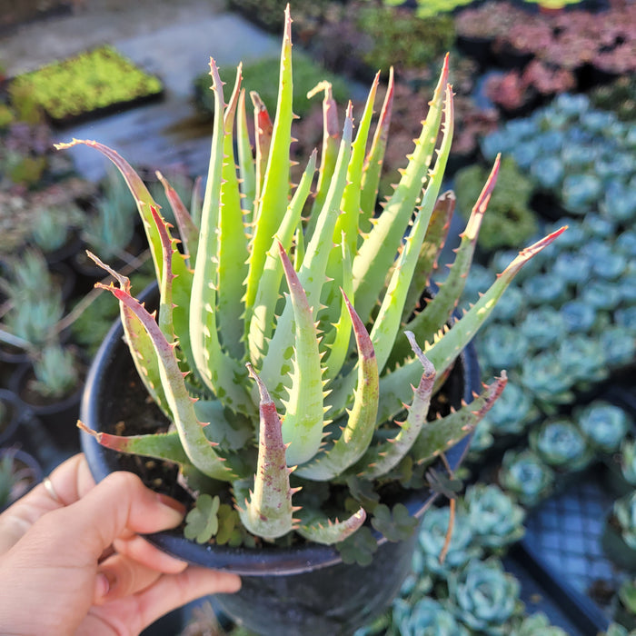 Aloe Blue Elf succulent in nursery pot.