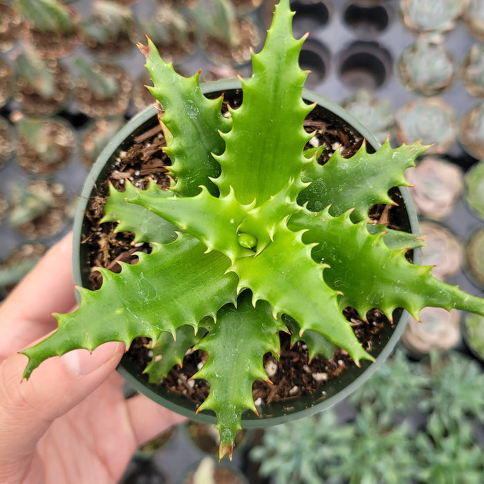 Aloe cameronii in nursery pot with spiky, green rosette leaves.