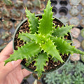 Aloe cameronii in nursery pot with spiky, green rosette leaves.