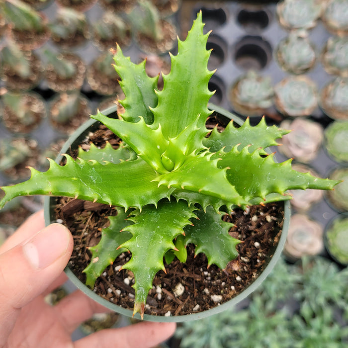 Aloe cameronii in nursery pot, spiky leaves.