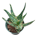 Aloe cv. Vito in nursery pot.