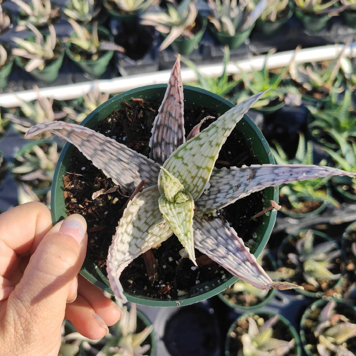 Aloe 'Delta Lights' succulent in a green pot.