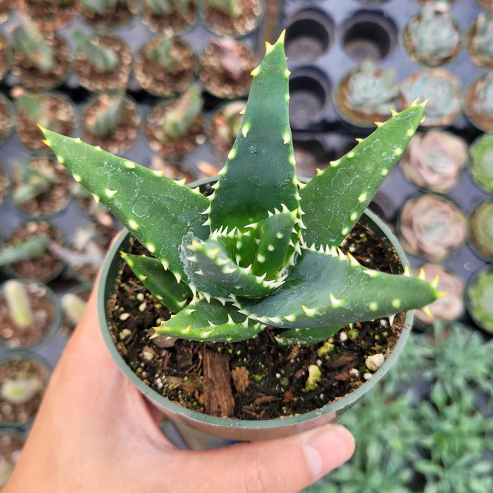 Aloe distans 'Gold teeth' succulent in hand.
