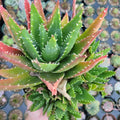 Aloe distans 'Gold teeth' with offsets forming.