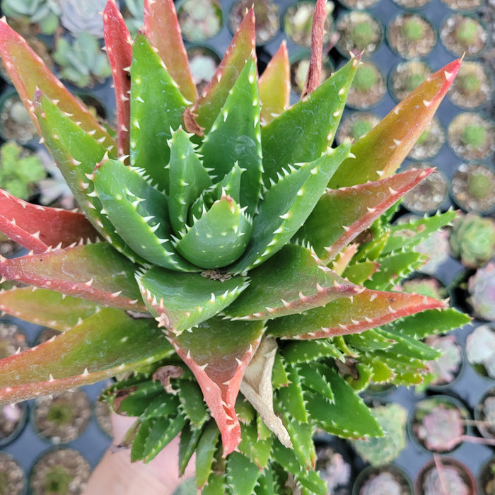 Aloe distans 'Gold teeth' succulent close-up at Succulents Depot.