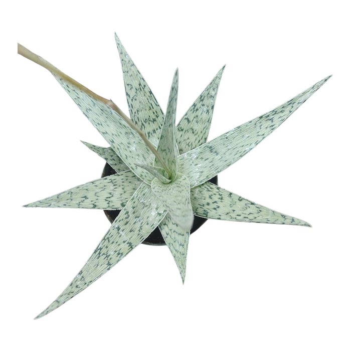 Aloe Moondance succulent, top view, pale green rosette.