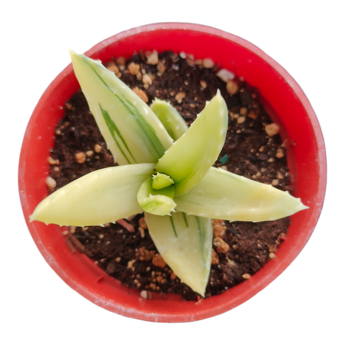 Aloe nobilis Golden Tooth Variegata in red nursery pot.