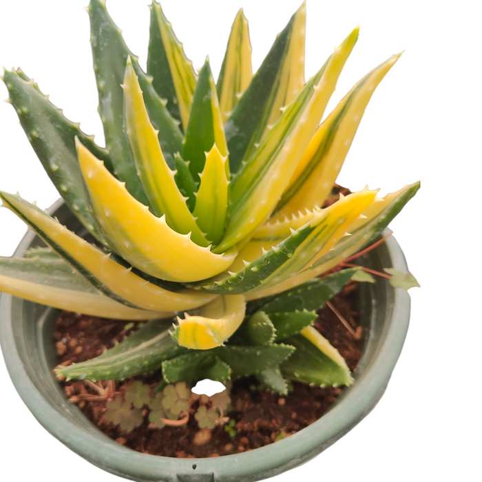 Aloe nobilis Golden Tooth Variegata in green pot.