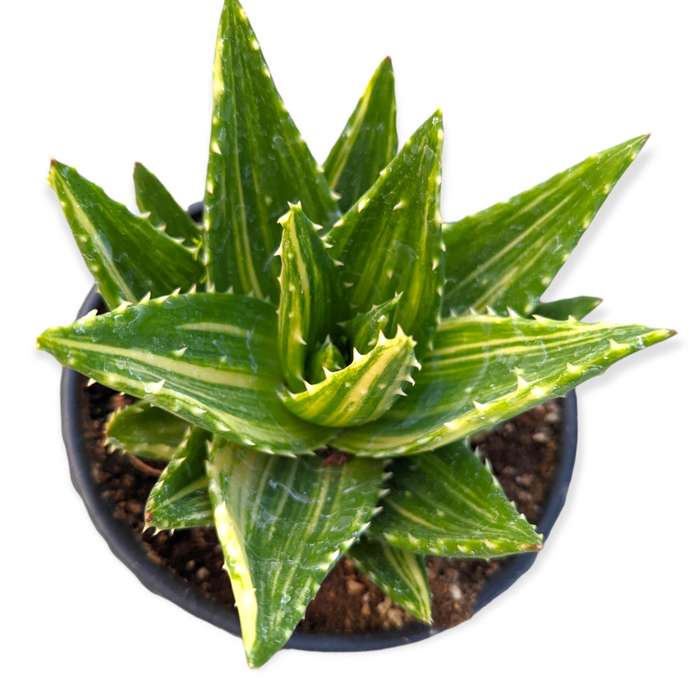 Aloe perfoliata in pot, showing variegated, spiky leaves.