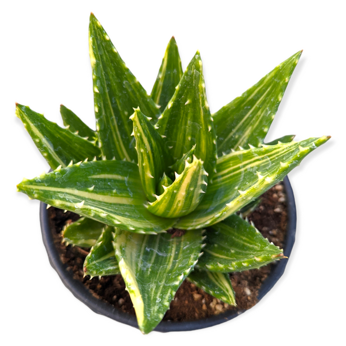 Variegated Aloe perfoliata with serrated leaves in a rosette.
