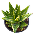 Variegated Aloe perfoliata with serrated leaves in a rosette.