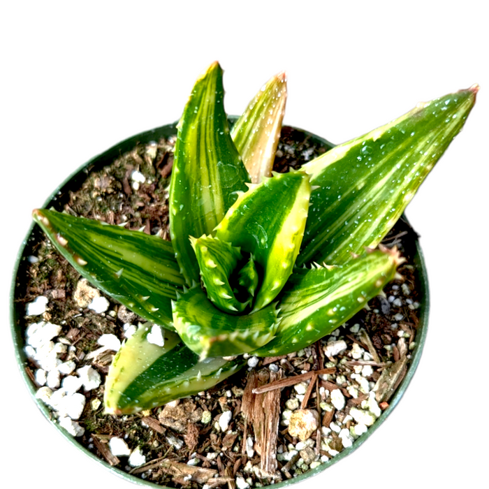 Aloe perfoliata succulent with variegated, toothed leaves in a pot.