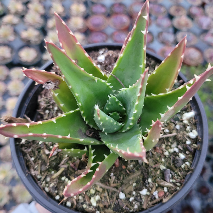 Aloe perfoliata succulent with thick, triangular, toothed leaves.