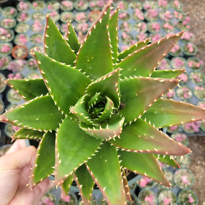Aloe perfoliata succulent in hand, surrounded by potted succulents.