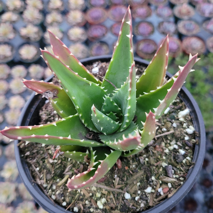 Aloe perfoliata succulent with fleshy, triangular green leaves.