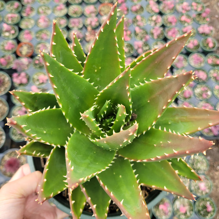 Aloe perfoliata succulent with thick, spined green leaves.