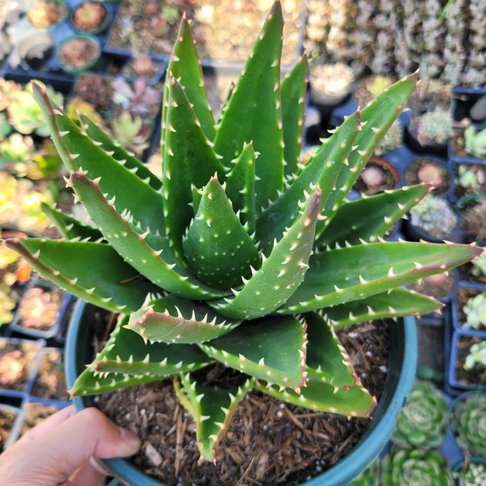 Aloe perfoliata succulent in nursery setting.